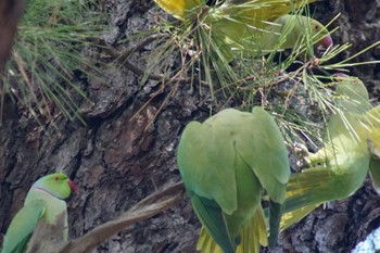 Indian Rose-necked Parakeet Unknown Spots Unknown Date