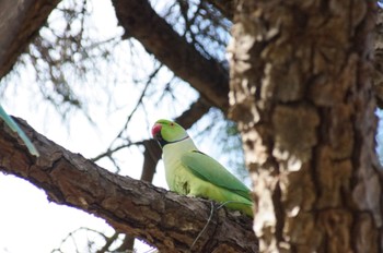 Indian Rose-necked Parakeet 多摩川駅 Unknown Date