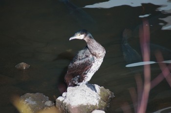 Great Cormorant 町田駅 Unknown Date