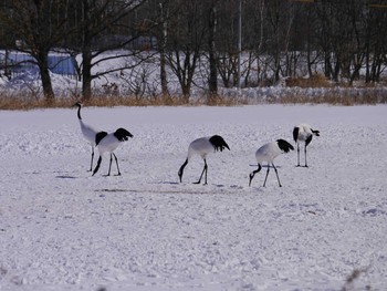 タンチョウ 鶴居村サンクチュアリ 2016年2月28日(日)