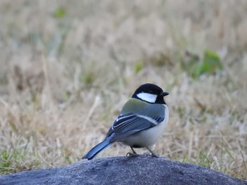 Japanese Tit Hibiya Park Sun, 3/10/2024