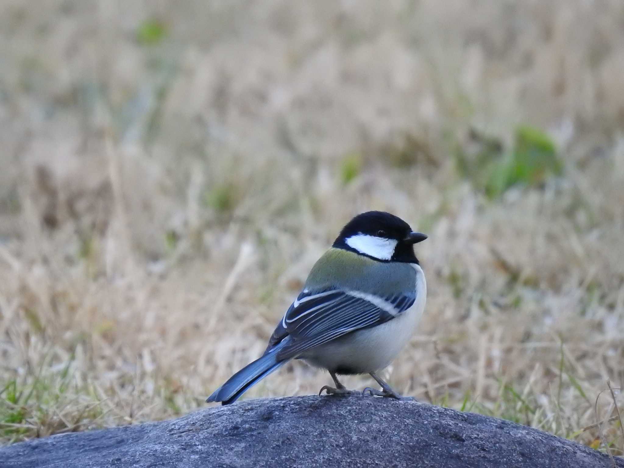 Photo of Japanese Tit at Hibiya Park by ライ