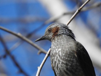 Brown-eared Bulbul Hibiya Park Sun, 3/10/2024