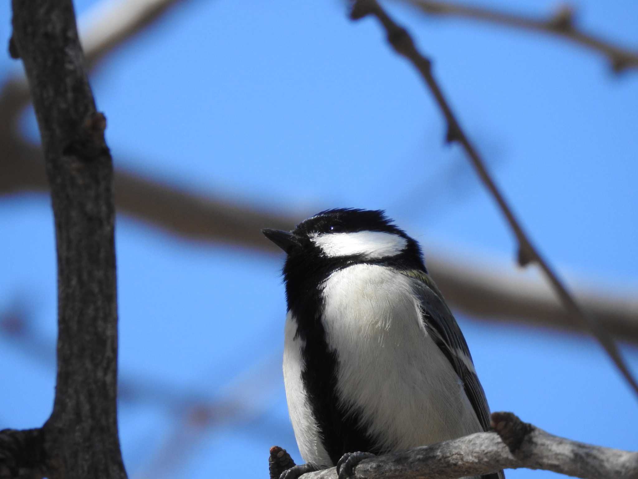 Photo of Japanese Tit at Hibiya Park by ライ