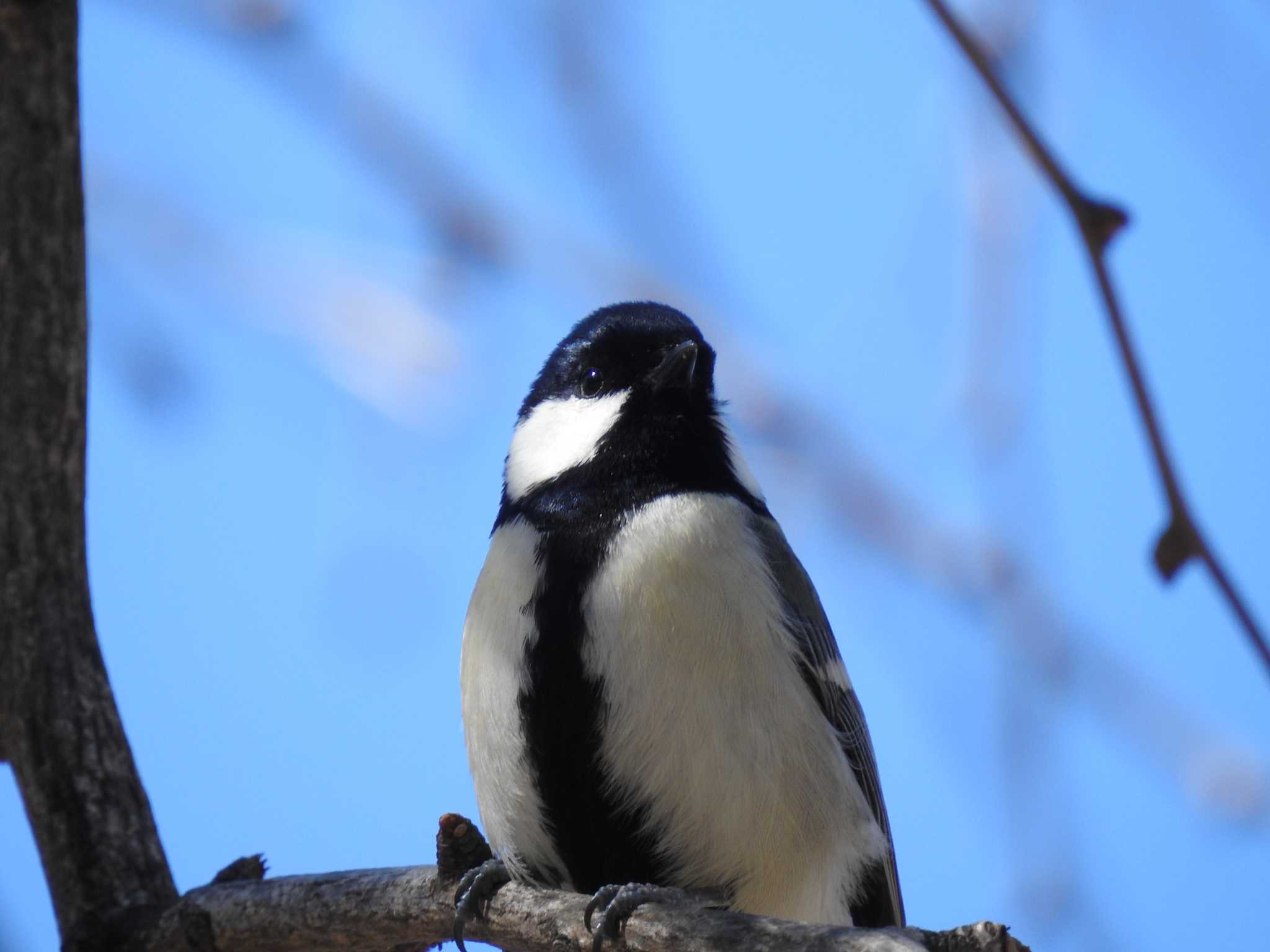 Japanese Tit