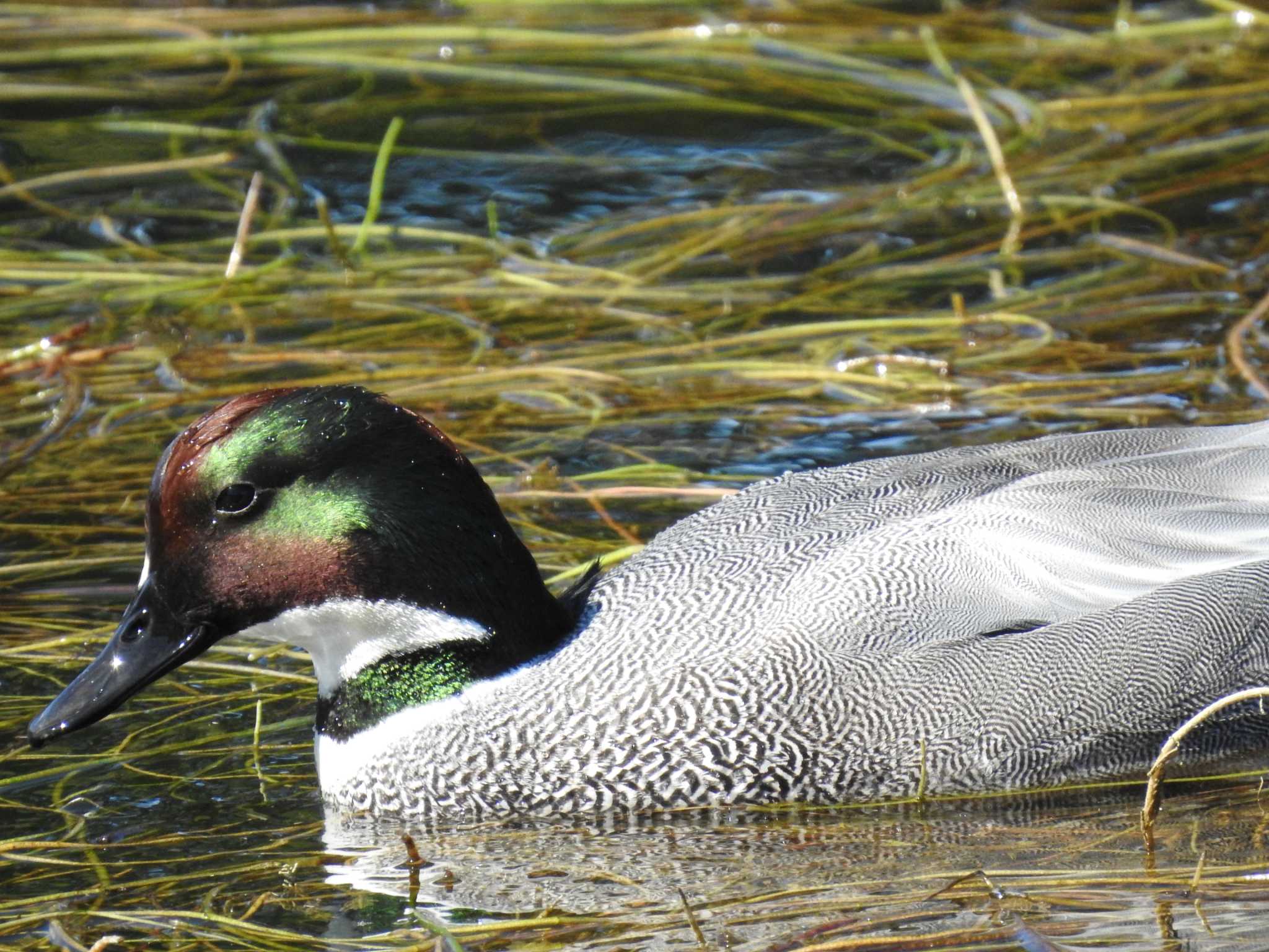 Falcated Duck