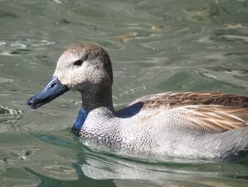 Gadwall Imperial Palace Sun, 3/10/2024