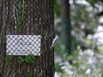 Eurasian Treecreeper(daurica) Tomakomai Experimental Forest Sun, 9/11/2016