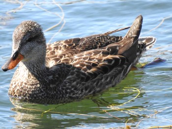 Gadwall Imperial Palace Sun, 3/10/2024