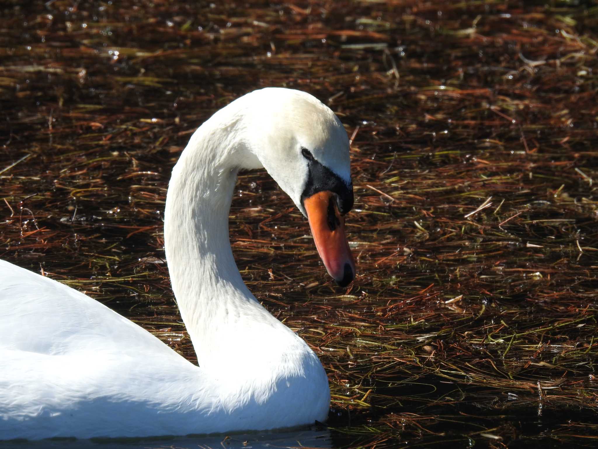 Mute Swan