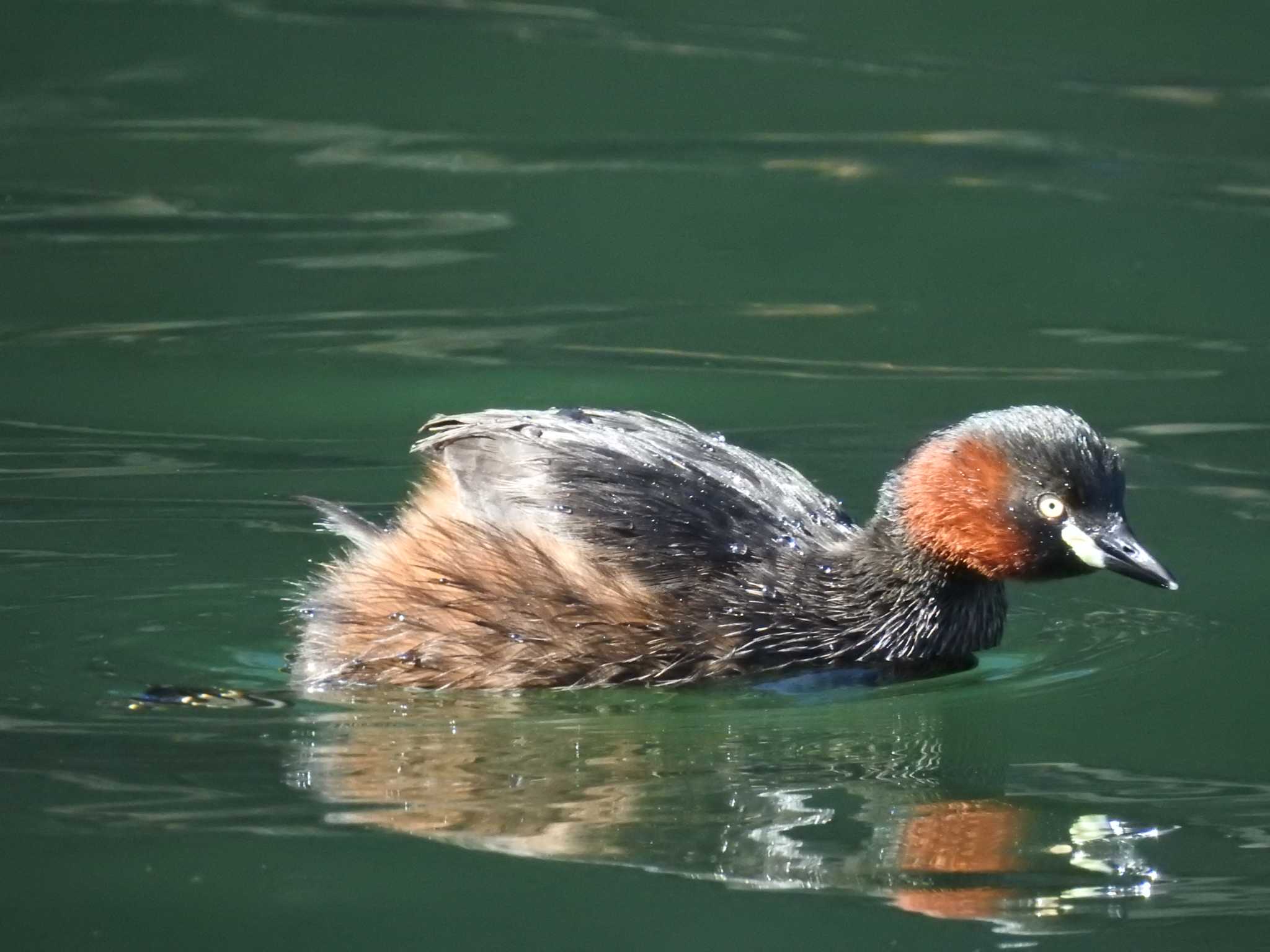 Little Grebe