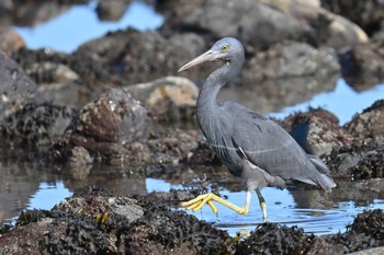 Pacific Reef Heron 銚子の南の方 Sun, 3/3/2024