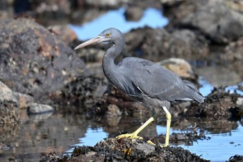 Pacific Reef Heron 銚子市 Sun, 3/3/2024