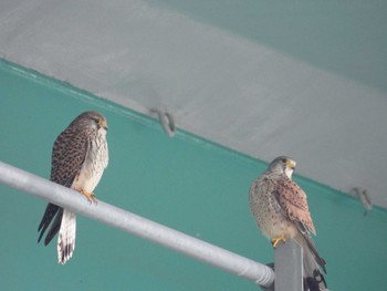 Common Kestrel 淀川河川公園 Mon, 3/4/2024