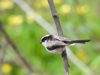 Long-tailed Tit 淀川河川公園 Mon, 3/4/2024