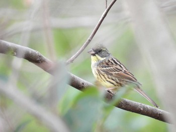 Masked Bunting 淀川河川公園 Mon, 3/4/2024