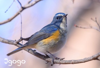 Red-flanked Bluetail 井頭公園 Fri, 12/29/2023