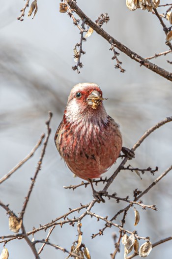 Pallas's Rosefinch 武庫川 Sun, 3/10/2024