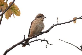 Brown Shrike(lucionensis) 台中公園(台湾) Sat, 1/27/2024