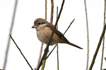 Brown Shrike(lucionensis) 台中公園(台湾) Sat, 1/27/2024