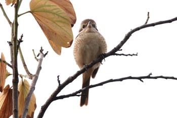 Brown Shrike(lucionensis) 台中公園(台湾) Sat, 1/27/2024