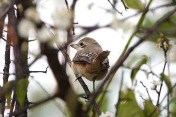 Brown Shrike(lucionensis) 台中公園(台湾) Sat, 1/27/2024