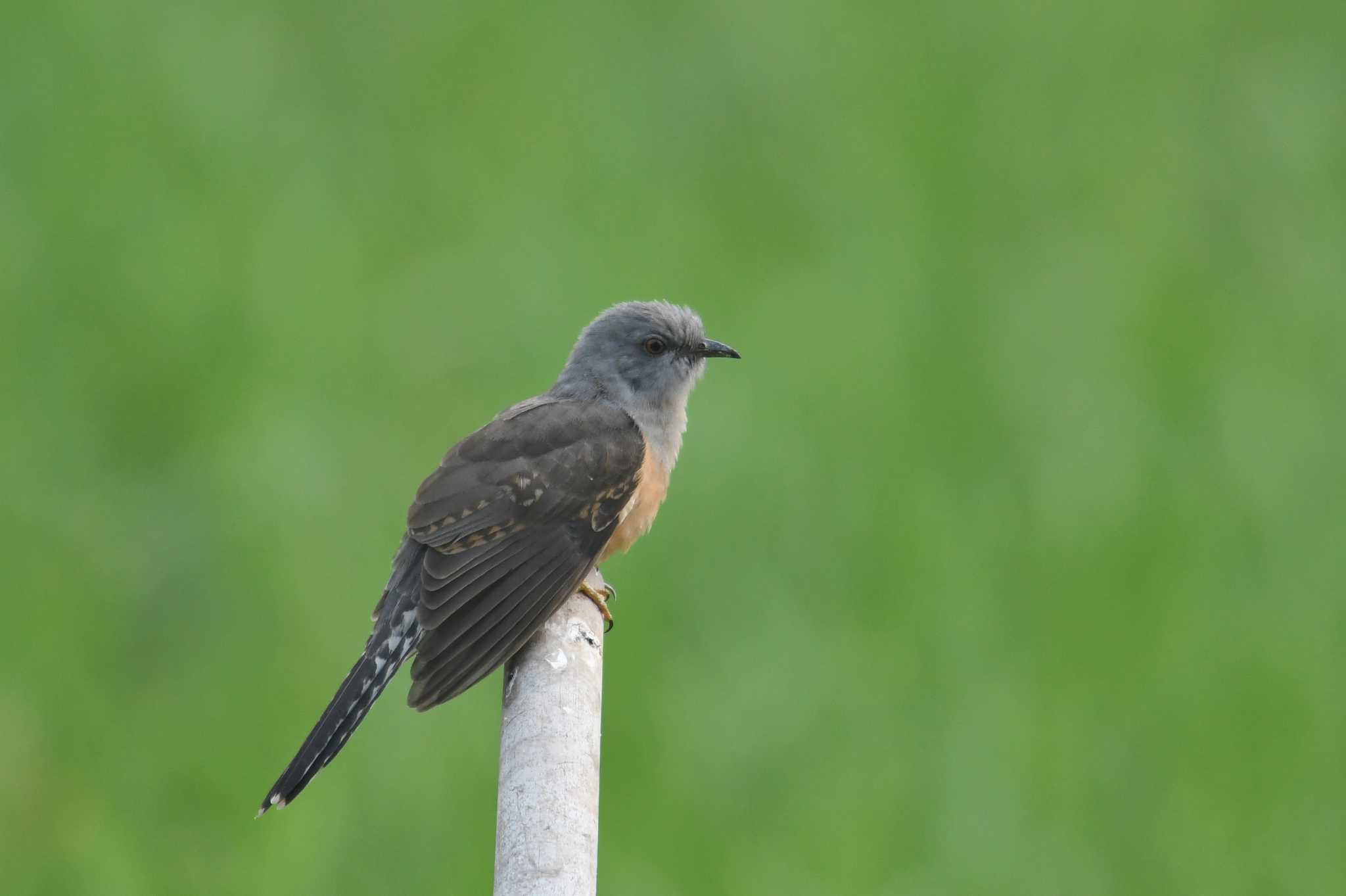 Photo of Plaintive Cuckoo at タイ by あひる