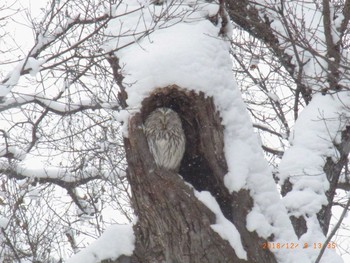 2018年12月9日(日) 北海道立真駒内公園の野鳥観察記録