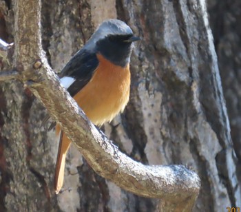 Daurian Redstart Imperial Palace Sun, 3/10/2024