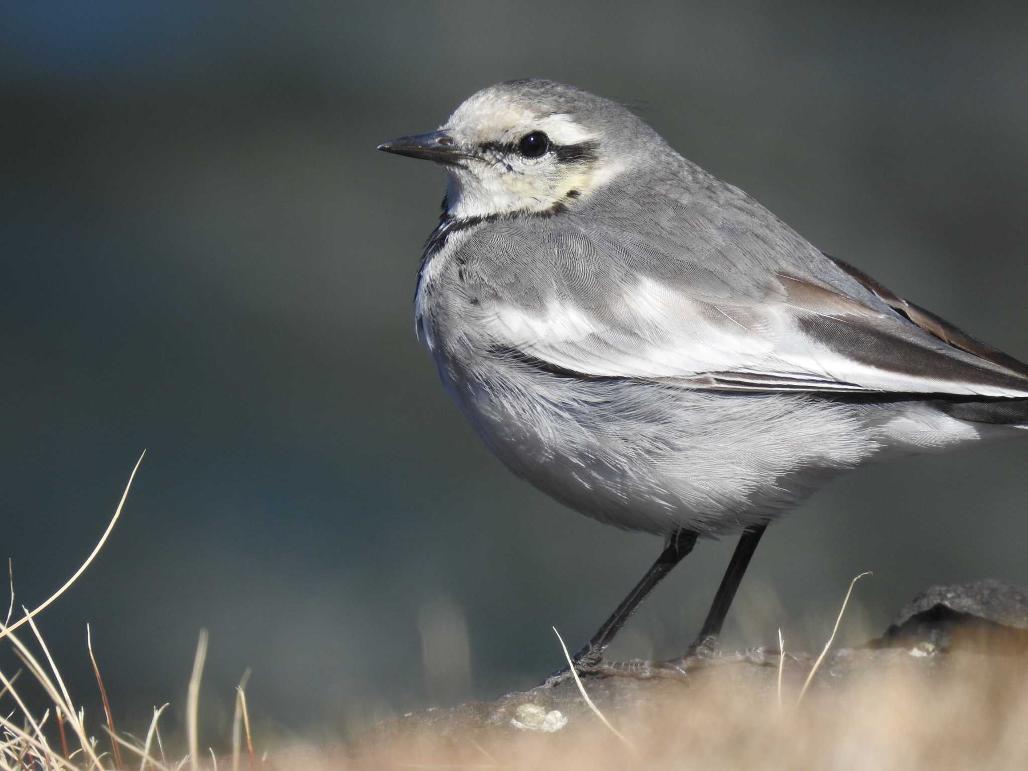 White Wagtail