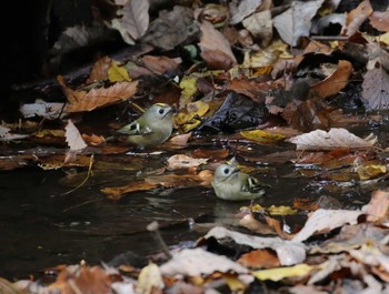 Goldcrest 横浜市 Sun, 12/9/2018