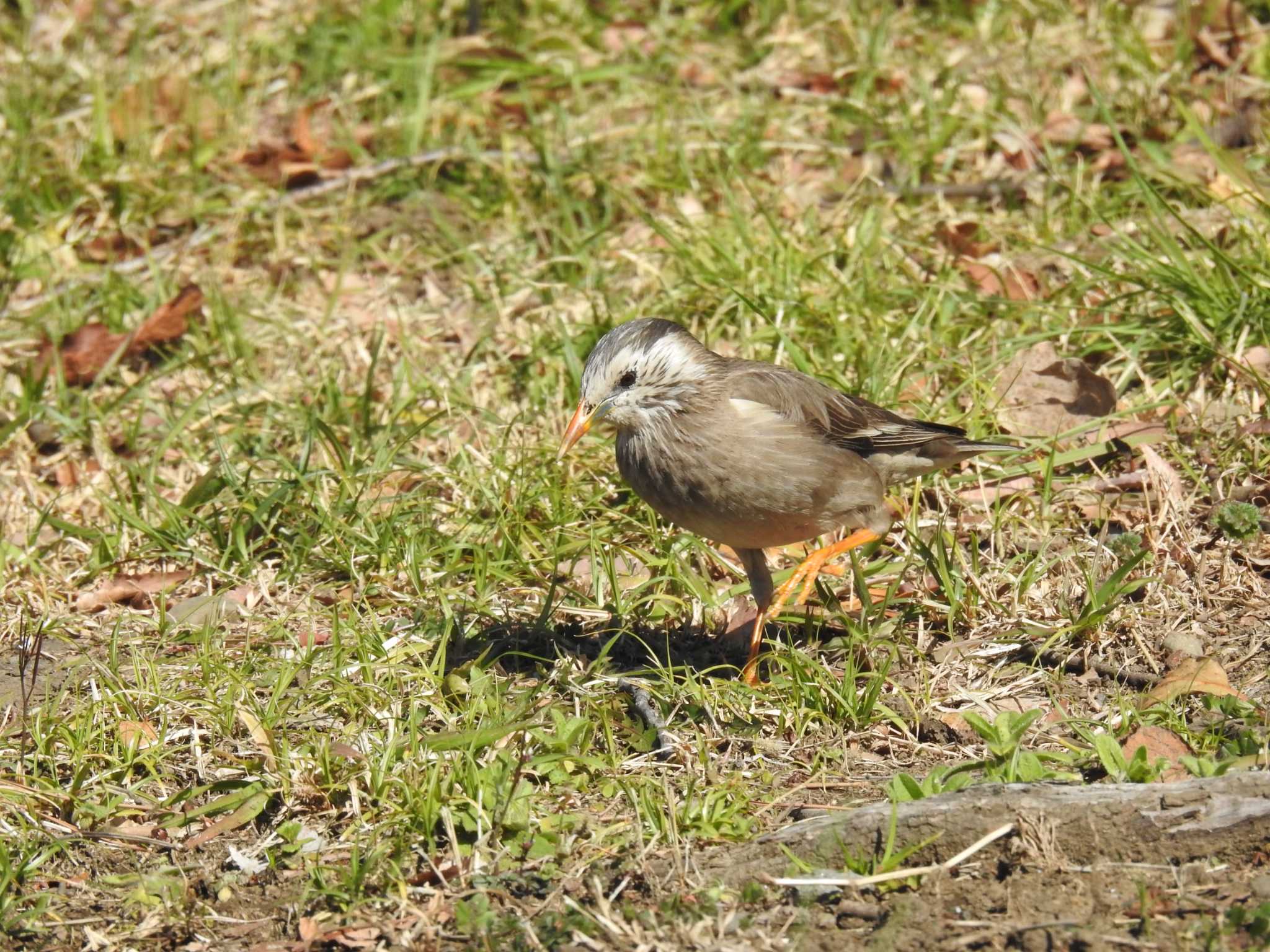 White-cheeked Starling