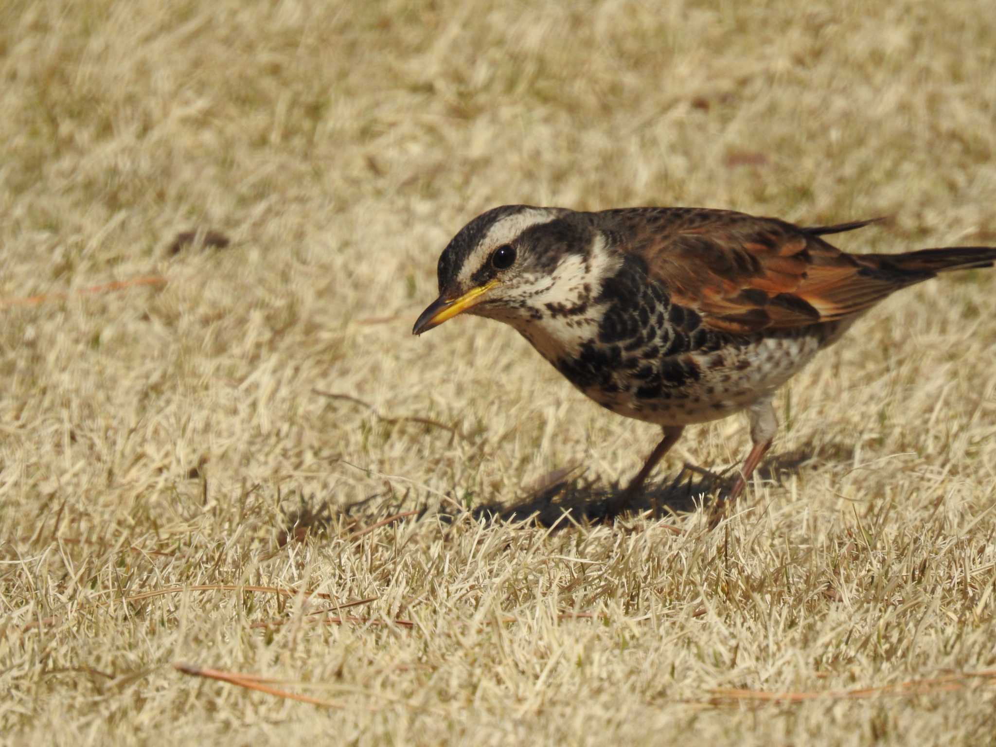 Dusky Thrush