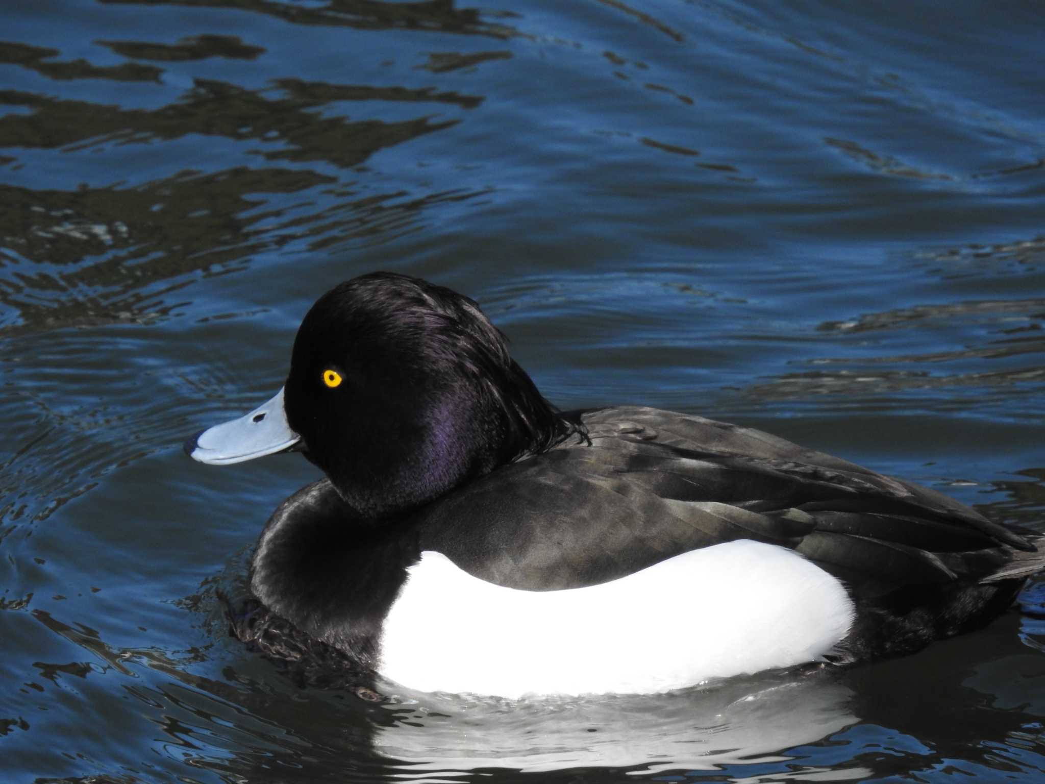 Tufted Duck