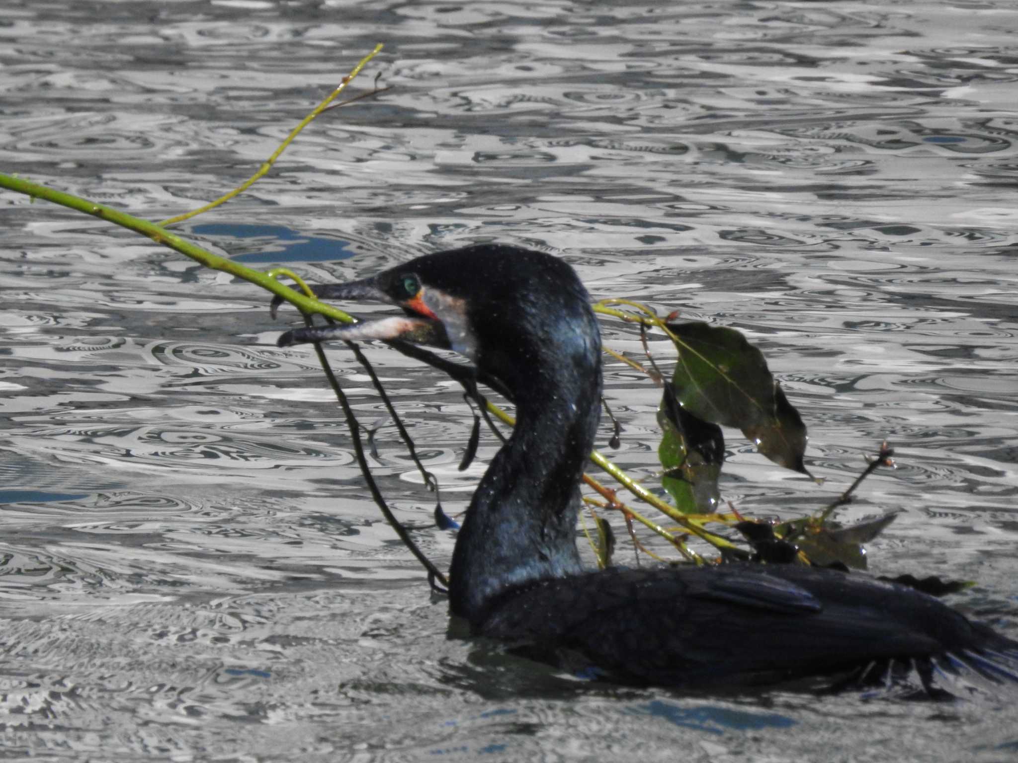 Great Cormorant