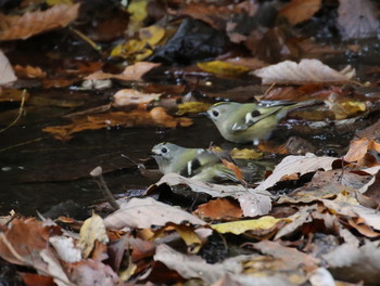 Goldcrest 横浜市 Sun, 12/9/2018