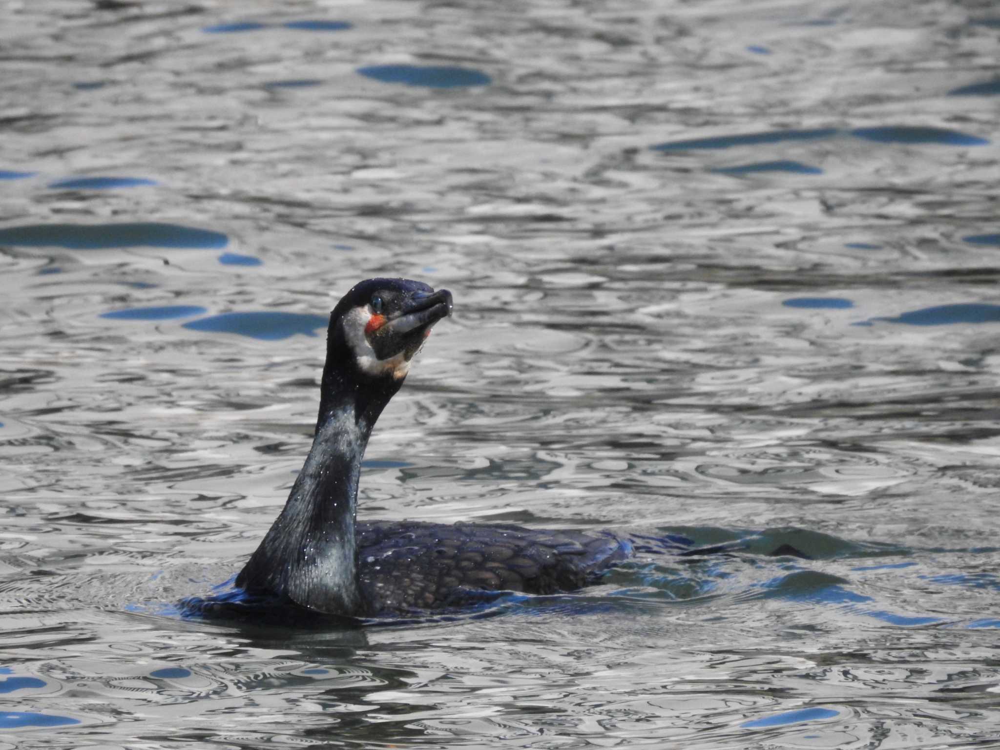 Great Cormorant