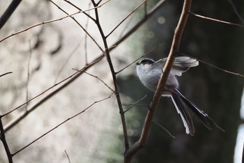 Long-tailed Tit 善福寺公園 Sat, 3/9/2024