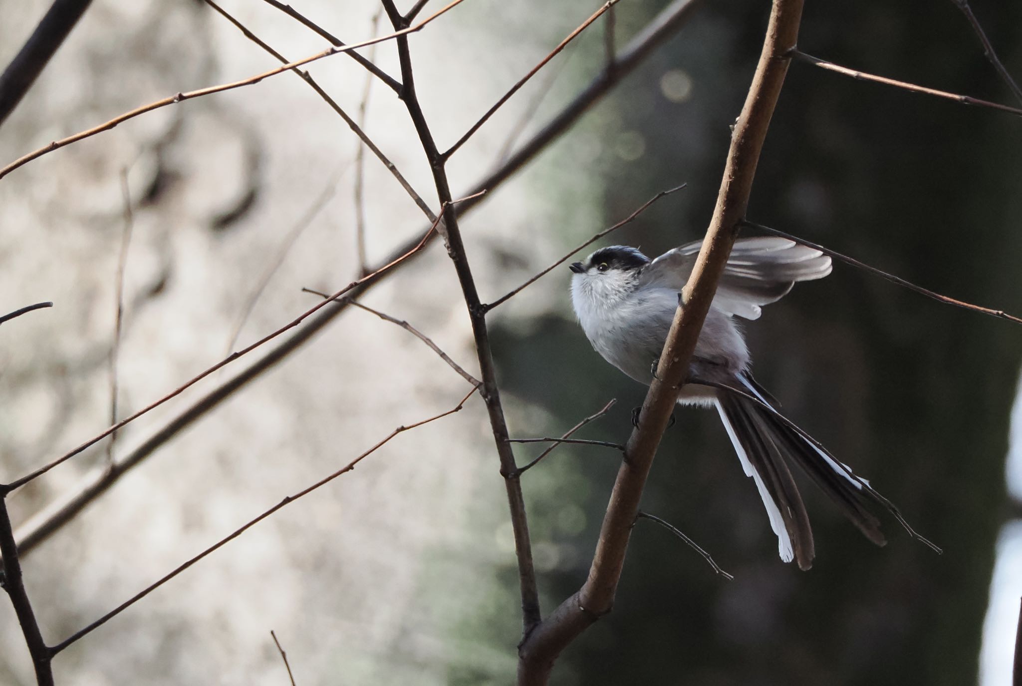 Photo of Long-tailed Tit at 善福寺公園 by シマエナガに会いたい