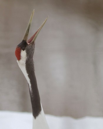 Red-crowned Crane 北海道 Mon, 3/11/2024