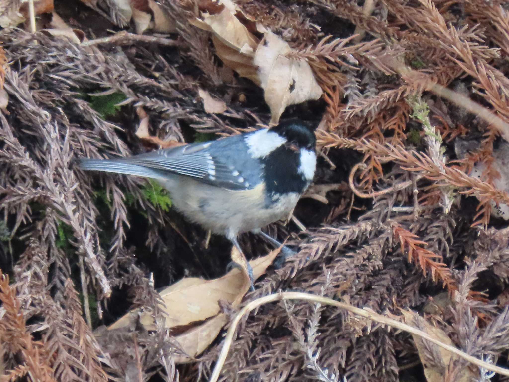 Coal Tit