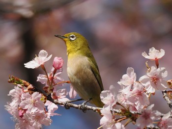 メジロ 佐倉市 2024年3月10日(日)