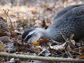 Eastern Spot-billed Duck 善福寺公園 Sat, 3/9/2024