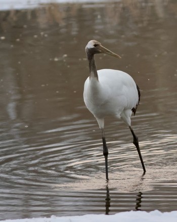 Red-crowned Crane 北海道 Mon, 3/11/2024