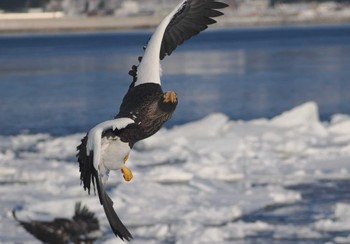 Steller's Sea Eagle 羅臼 Fri, 3/8/2024