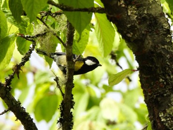 Green-backed Tit 阿里山国家森林遊楽区 Tue, 3/5/2024