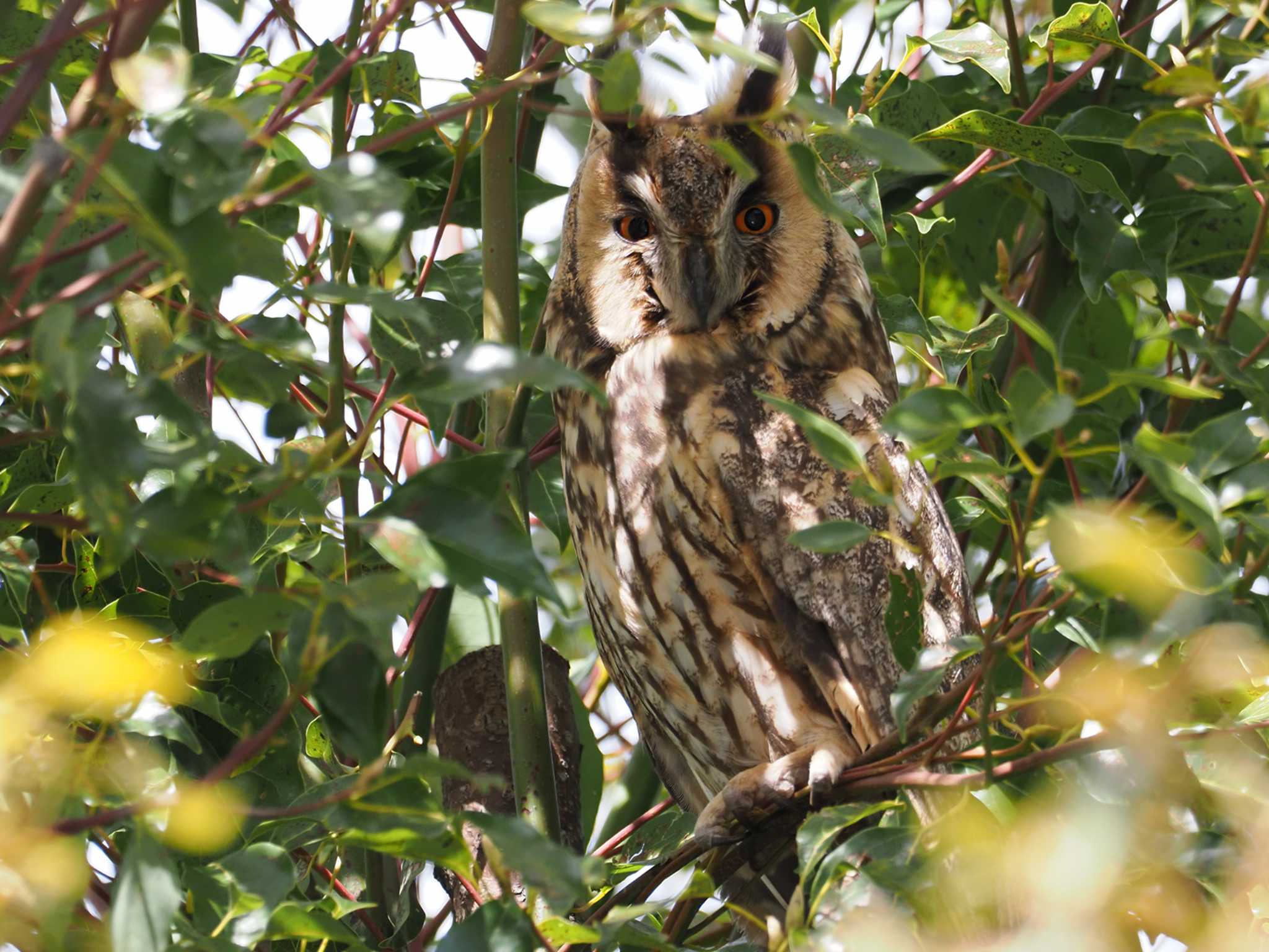 Long-eared Owl