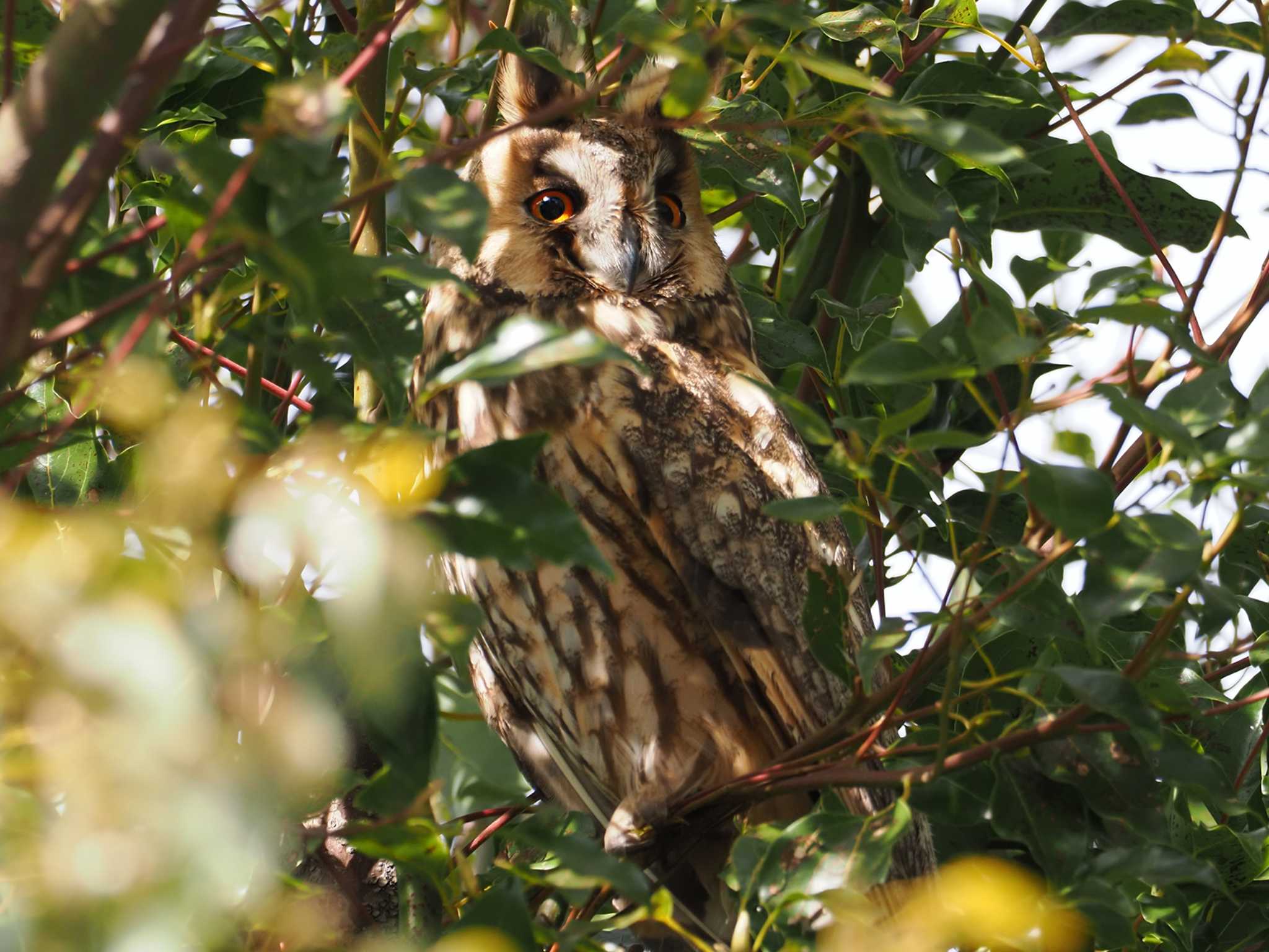 Long-eared Owl