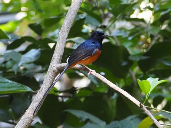 White-rumped Shama 台湾 国立自然科学博物館 Sun, 2/25/2024