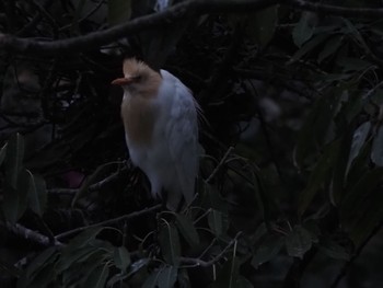 Eastern Cattle Egret 大安森林公園 Mon, 2/26/2024